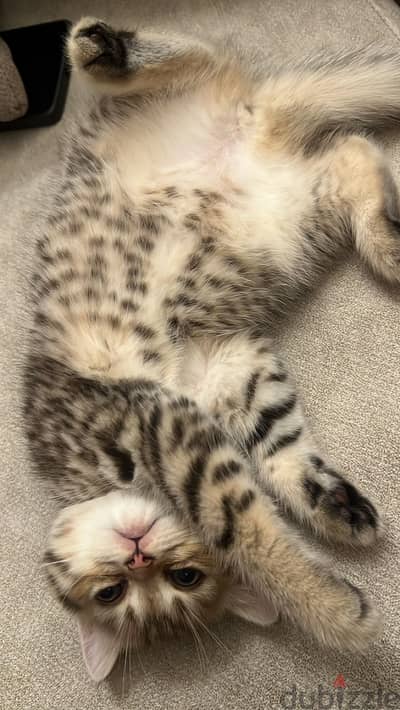 Scottish straight cat
