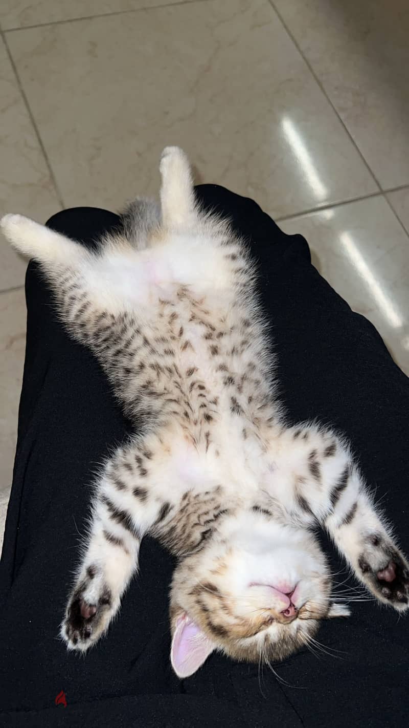 Scottish straight cat 1