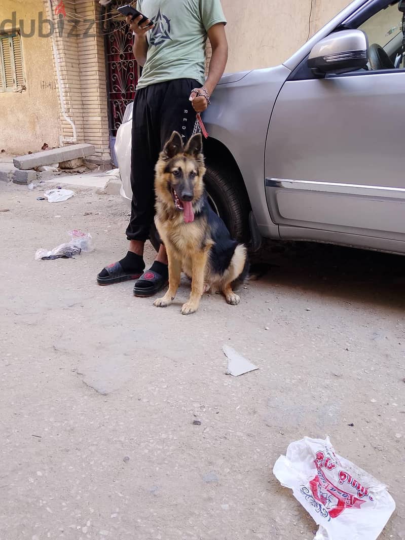 دكر جيرمان 1