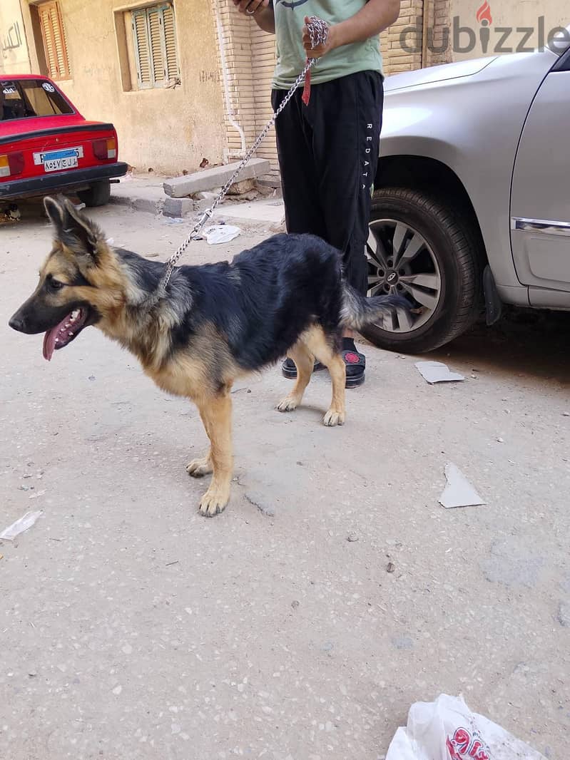 دكر جيرمان 2
