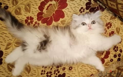 قطط شيرازى بيرشن بيور ولد بنت male female pure cats kitten shirazi