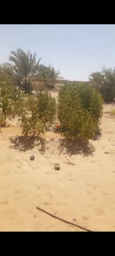 ارض زراعيه مزرعه للبيع في الواحات البحرية بها نخيل مثمره ١٥. ٥ فدان