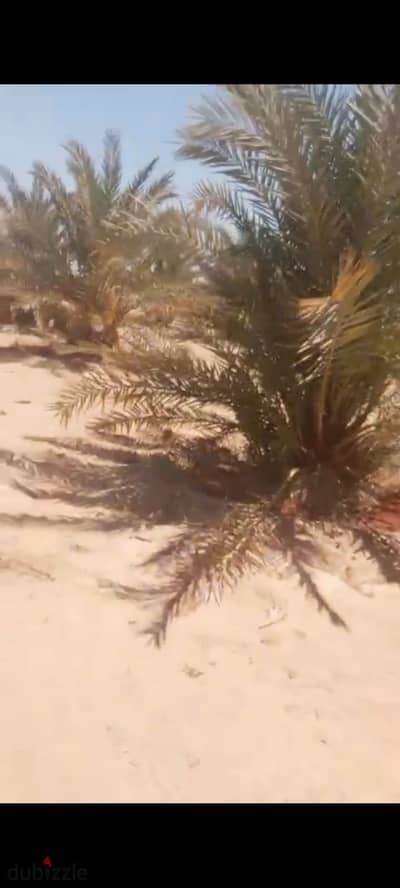ارض زراعيه مزرعه للبيع في الواحات البحرية بها نخيل مثمره ١٥. ٥ فدان