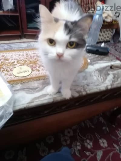 بشروط التبني