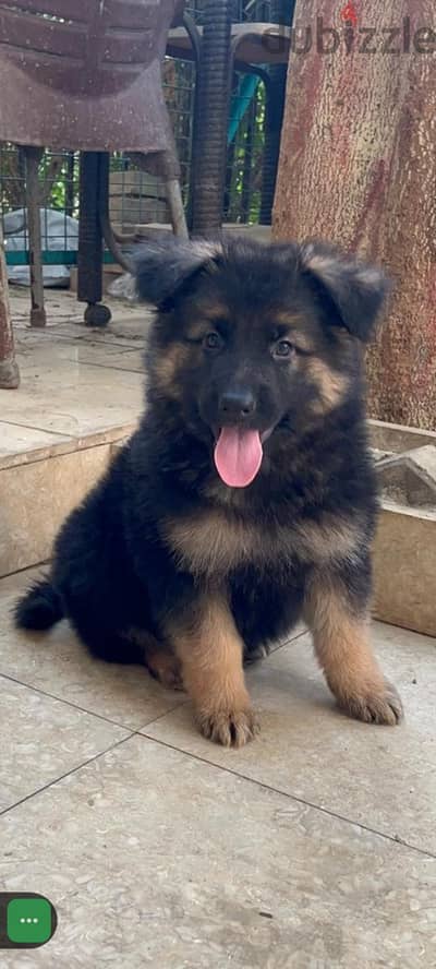 German Shepherd