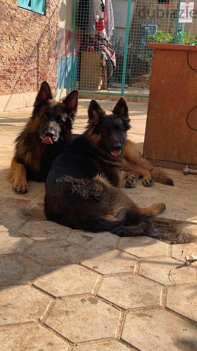 German Shepherd 1