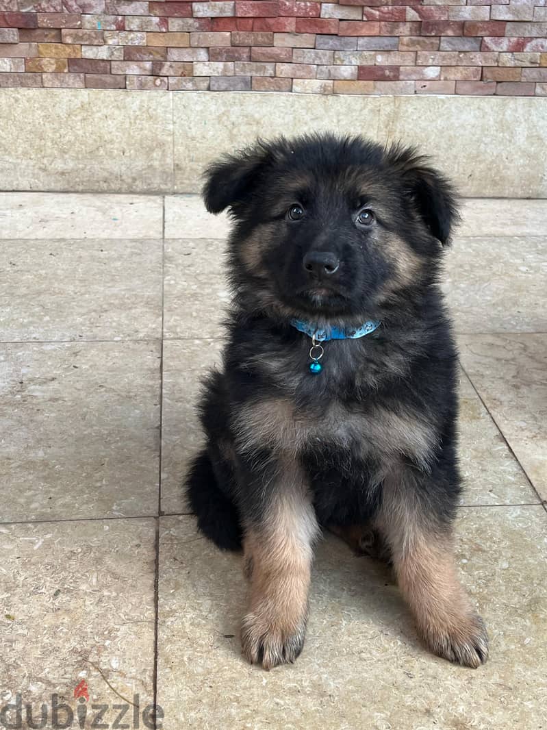 German Shepherd 2