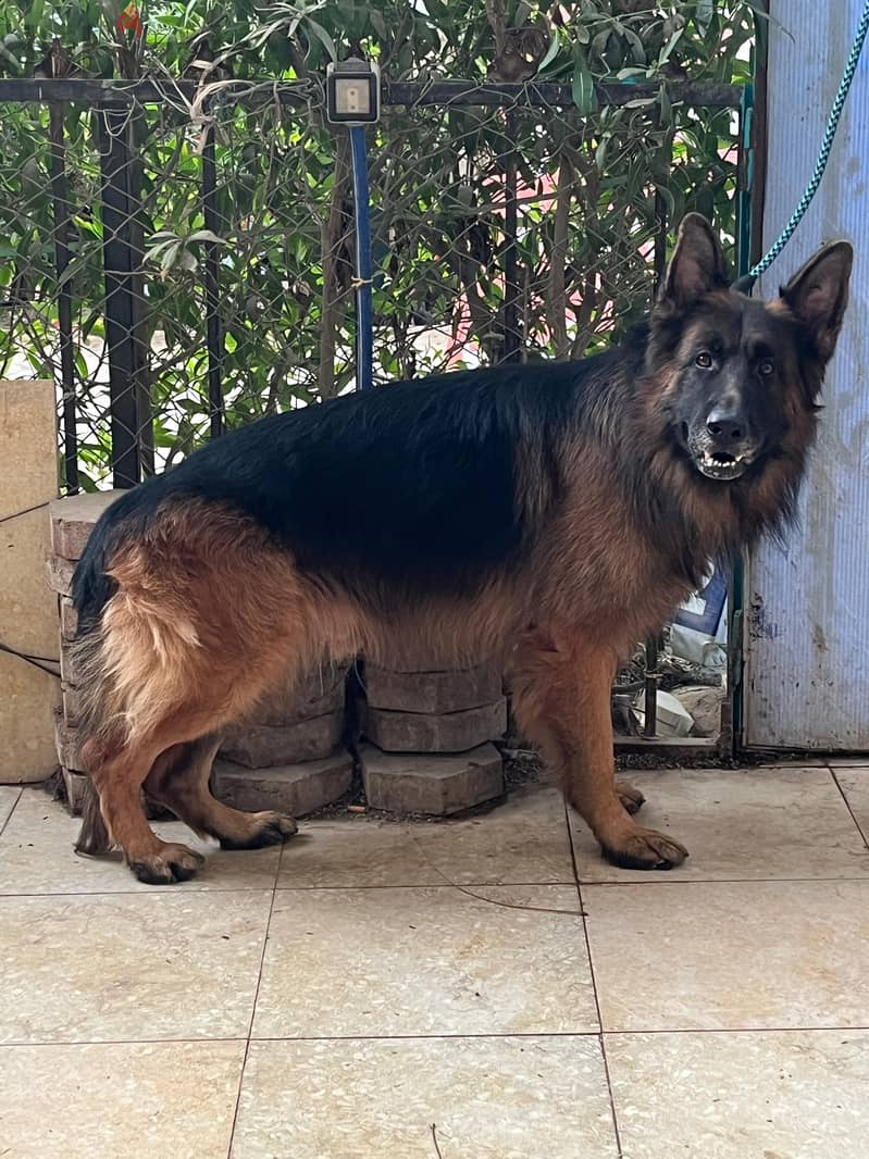 German Shepherd 3
