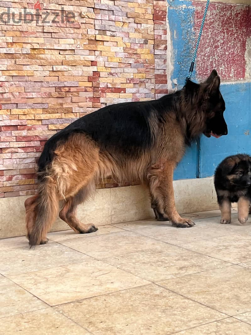 German Shepherd 4