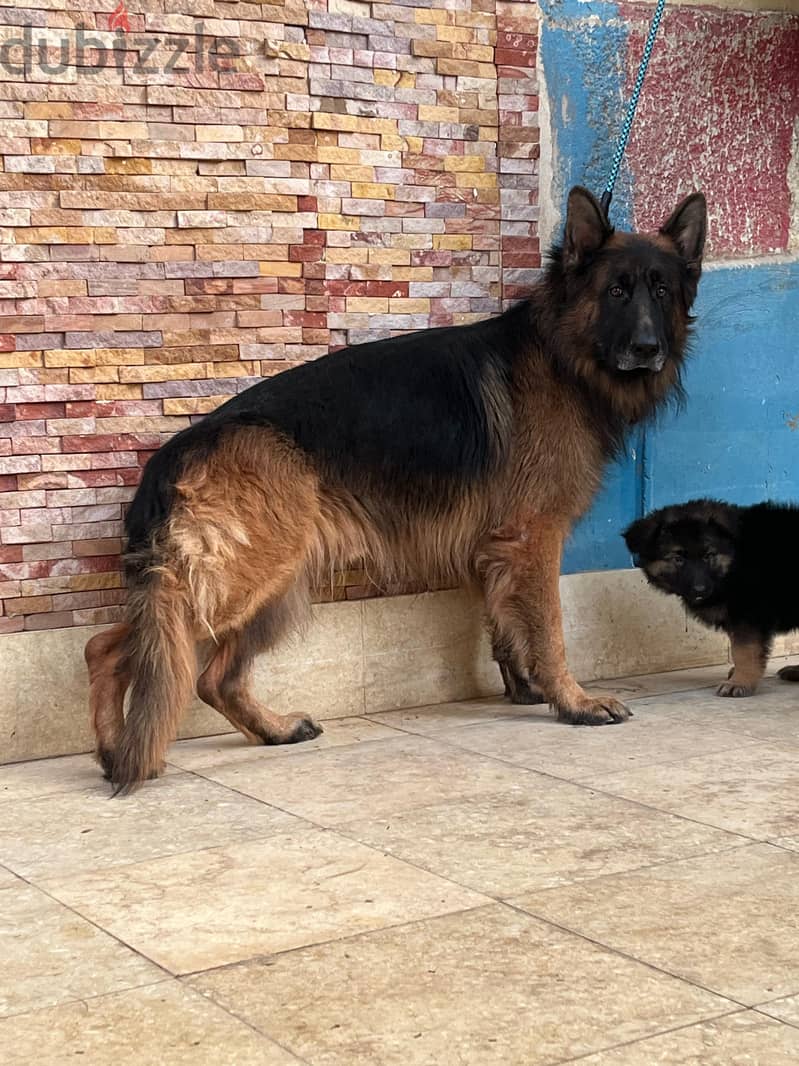 German Shepherd 5