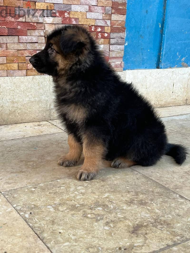 German Shepherd 6