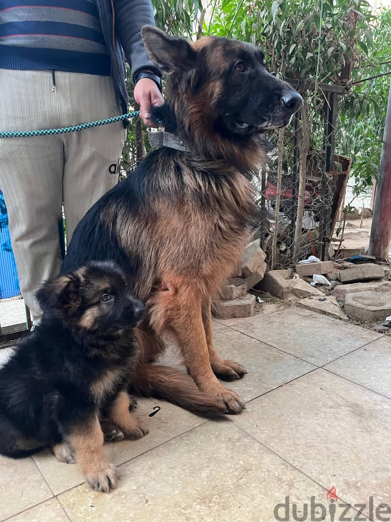 German Shepherd 7