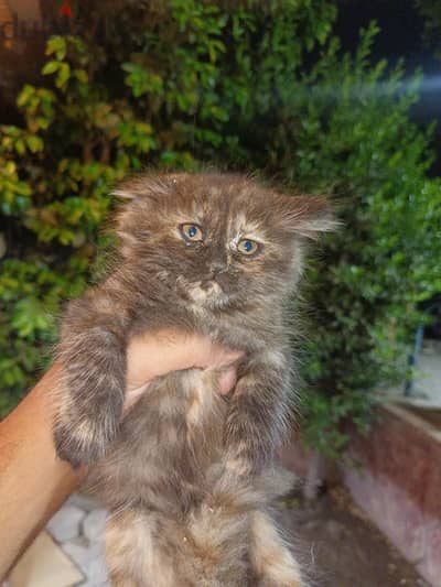 smaal cat for sale