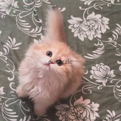 Cat skotsh fold