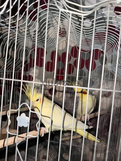 Parrots 4 months