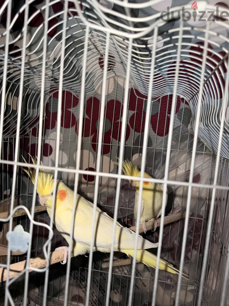 Parrots 4 months 1