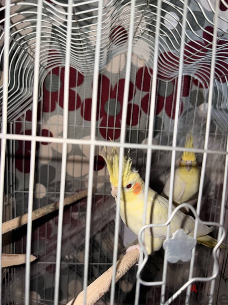 Parrots 4 months 2