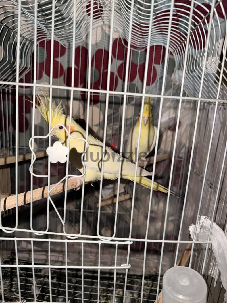 Parrots 4 months 3