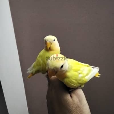 اوبلاين اورانج