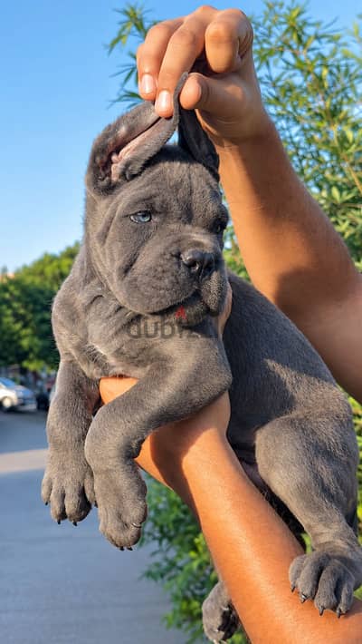 Cane corso puppies جراوي كين كورسو