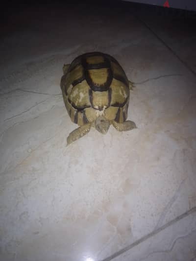 سحلفاء