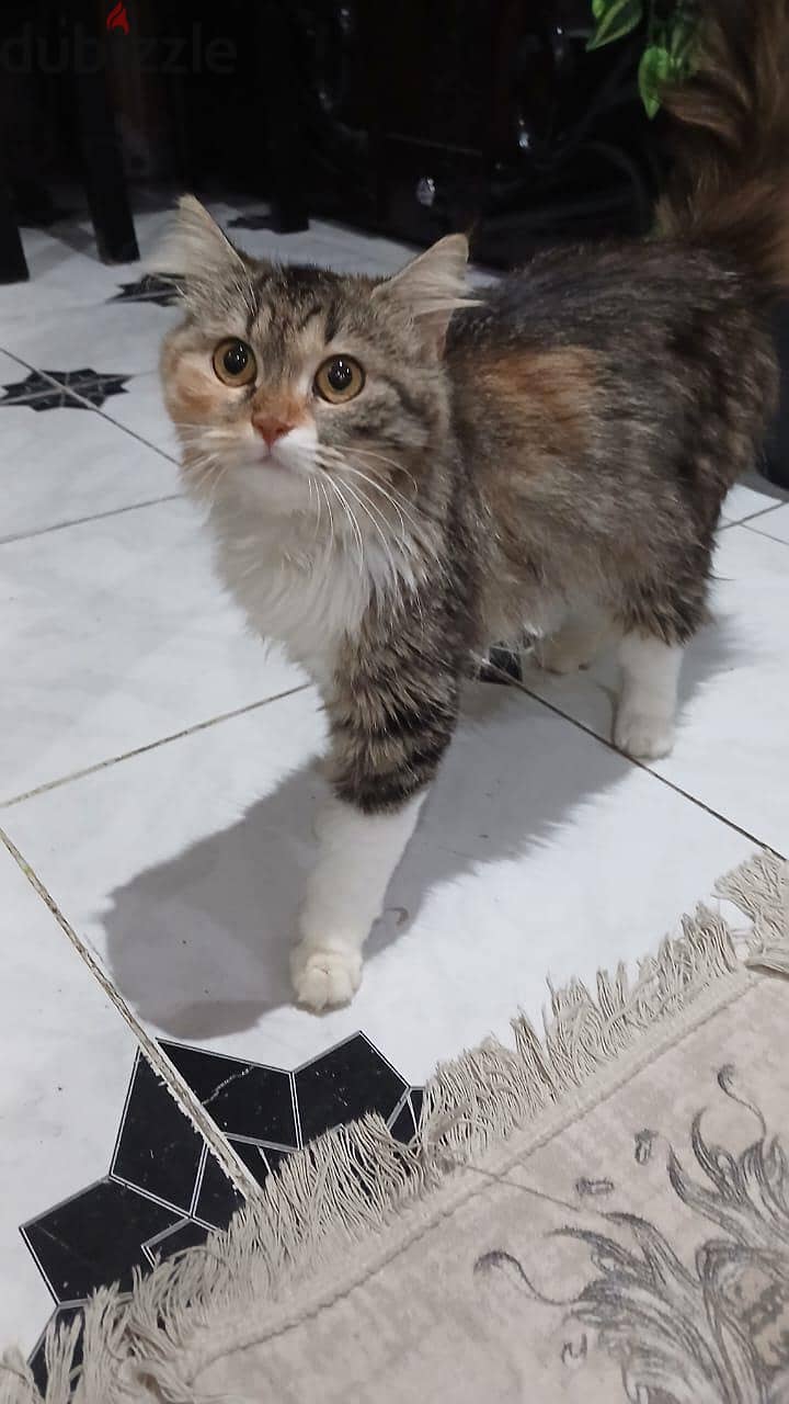 قطه   جميلة جدا 1