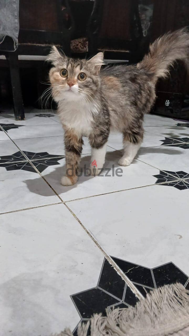 قطه   جميلة جدا 2