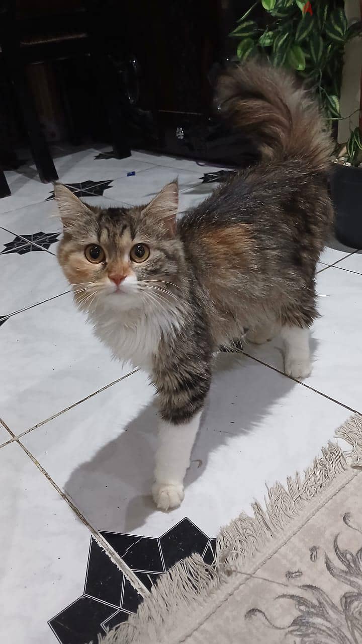 قطه   جميلة جدا 3