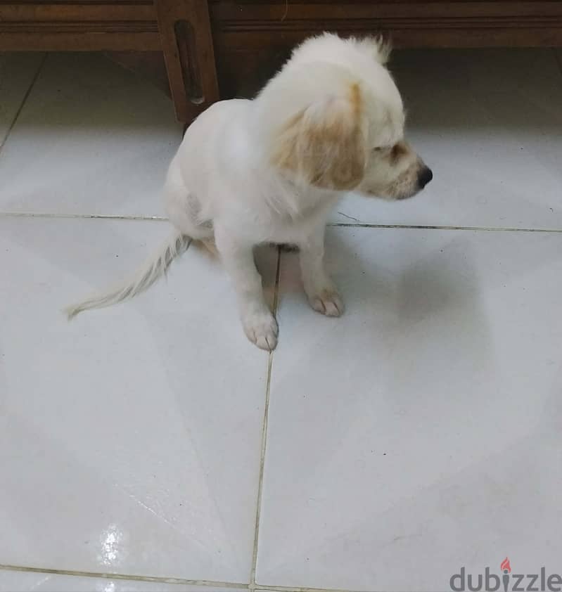 للبيع 1