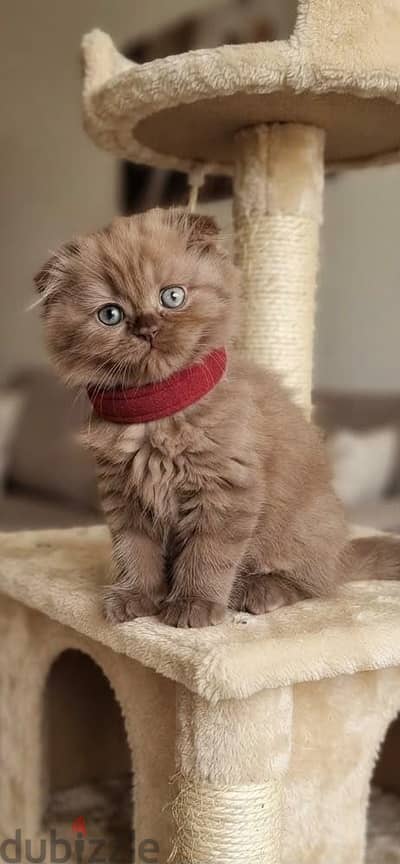 scottish fold  female