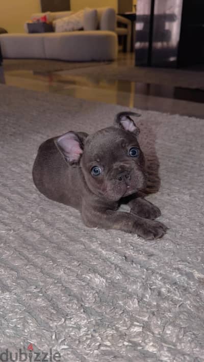 French bulldog - فرينش بولدوج