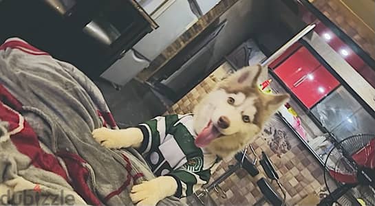 اونطجي هسكي - Husky