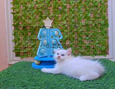 دبدوبه هيمالايا اورنج هاف بيكي 50 يوم