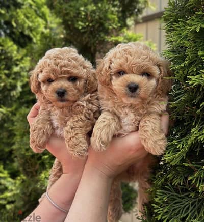 Maltipoo_poodle _maltipoo