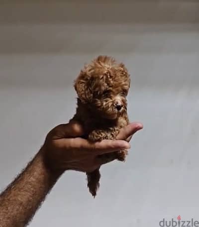 maltipoo mini teacup