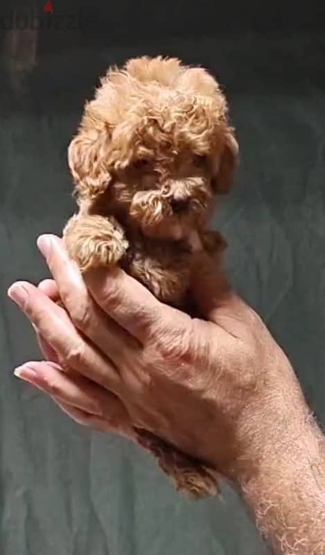 maltipoo mini teacup 1