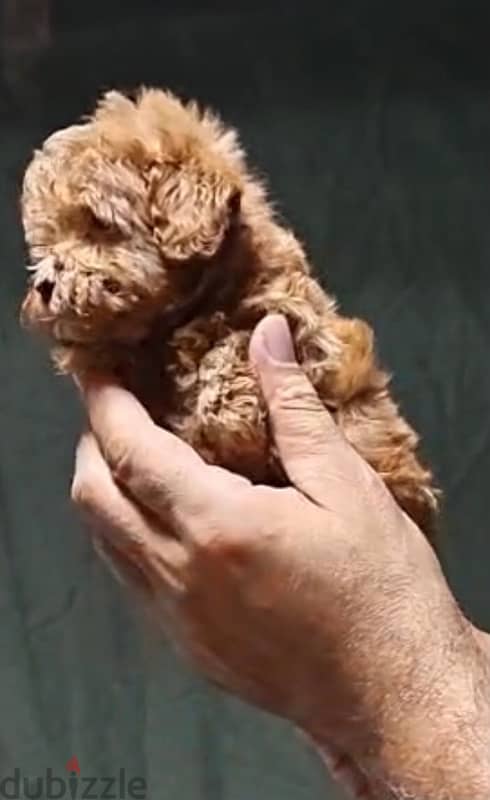 maltipoo mini teacup 2