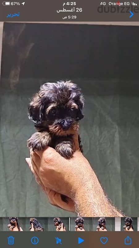 maltipoo mini teacup 3