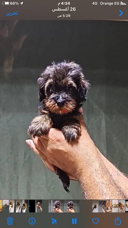 maltipoo mini teacup 4