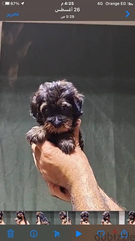 maltipoo mini teacup 5