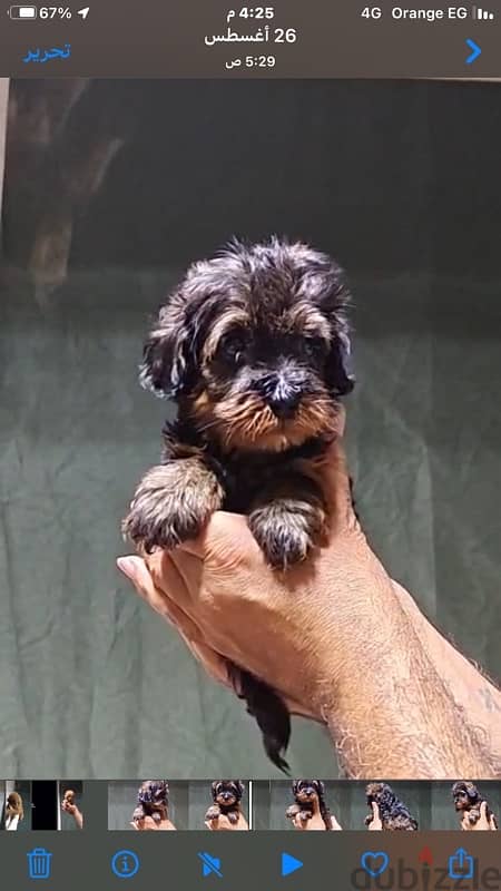 maltipoo mini teacup 6