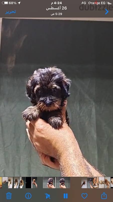 maltipoo mini teacup 7