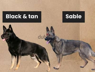 أنثى جيرمن (سلالة نقية)