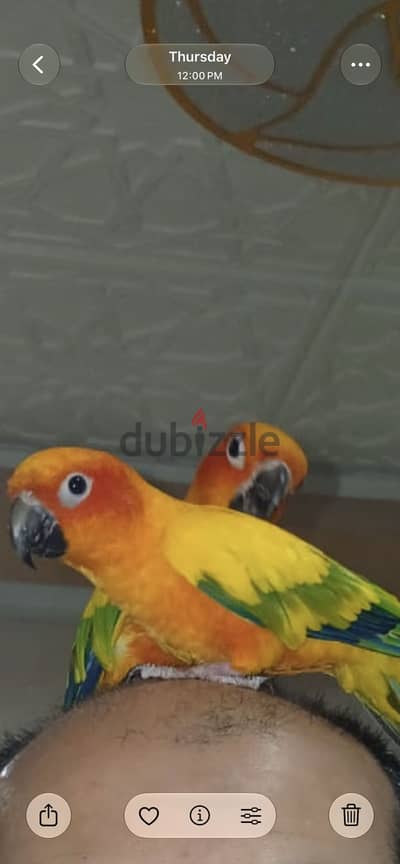 صن كونيور