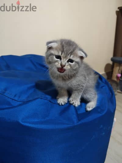 اسكوتش فولد ذكر