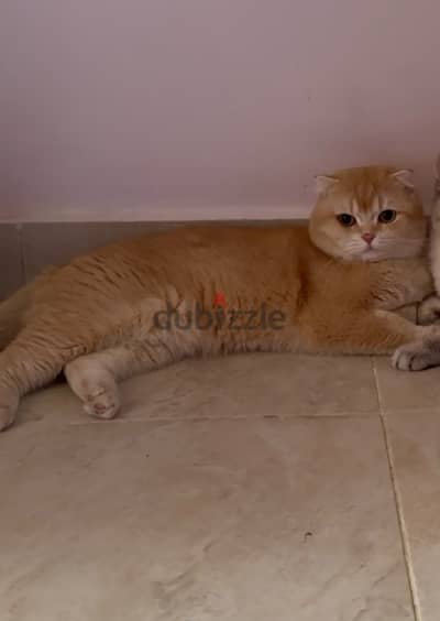 Scottish fold