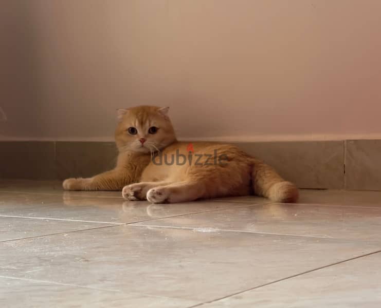 قط ذكر سكوتش فولد ذهبي (منتج) | Gold Male Scottish Fold 1