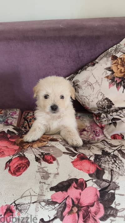 جراوي مالتيز ميكس جرايفون قمر (40 يوم) - ذكور وإناث Super Cute Maltese