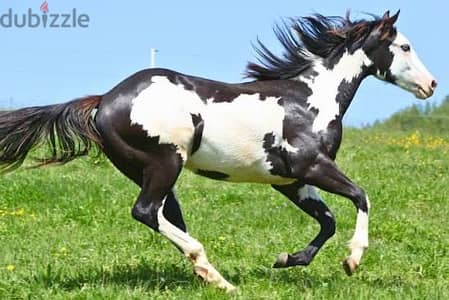 Black beauty
