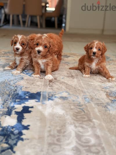Maltipoo poodle toypoodle مالتيبو بودل